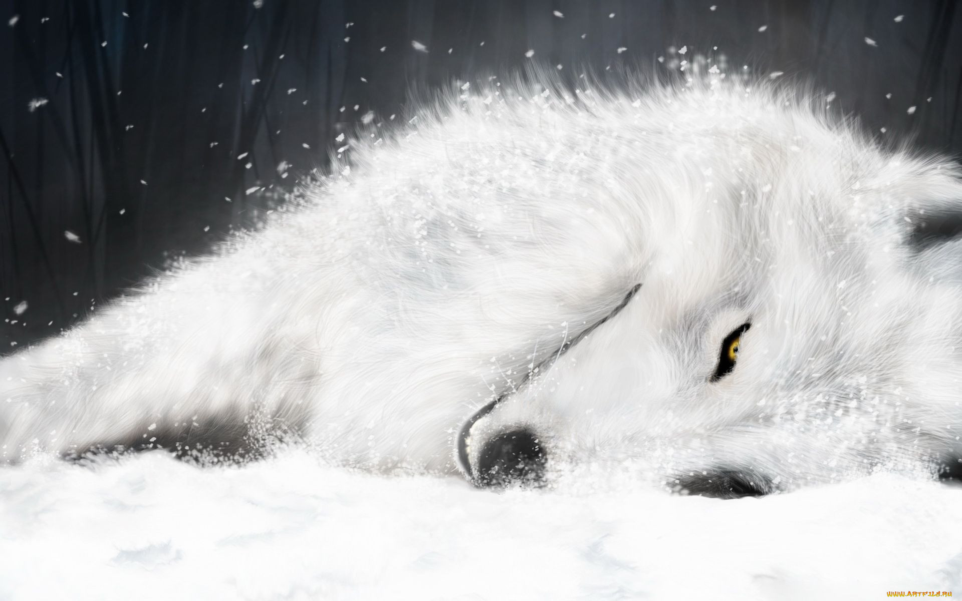 , wolf`s, rain